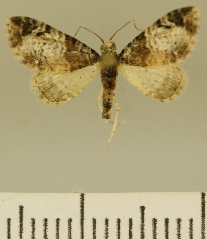  (Eupithecia JLCZW00127 - JLC ZW Lep 00127)  @11 [ ] Copyright (2010) Juergen Lenz Research Collection of Juergen Lenz