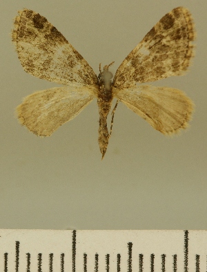  (Eupithecia JLCZW00128 - JLC ZW Lep 00128)  @11 [ ] Copyright (2010) Juergen Lenz Research Collection of Juergen Lenz