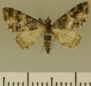  (Eupithecia JLCZW00134 - JLC ZW Lep 00134)  @11 [ ] Copyright (2010) Juergen Lenz Research Collection of Juergen Lenz
