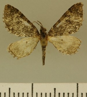  (Eupithecia JLCZW00135 - JLC ZW Lep 00135)  @11 [ ] Copyright (2010) Juergen Lenz Research Collection of Juergen Lenz
