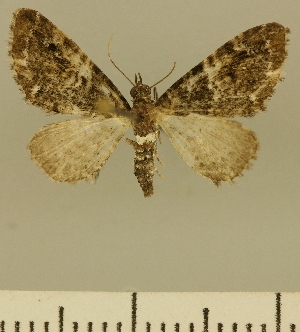  (Eupithecia JLCZW00140 - JLC ZW Lep 00140)  @11 [ ] Copyright (2010) Juergen Lenz Research Collection of Juergen Lenz
