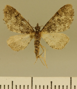  (Eupithecia JLCZW00144 - JLC ZW Lep 00144)  @11 [ ] Copyright (2010) Juergen Lenz Research Collection of Juergen Lenz