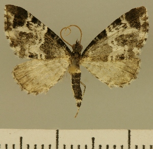  (Eupithecia JLCZW00147 - JLC ZW Lep 00147)  @14 [ ] Copyright (2010) Juergen Lenz Research Collection of Juergen Lenz