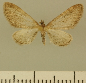  (Eupithecia JLCZW00155 - JLC ZW Lep 00155)  @11 [ ] Copyright (2010) Juergen Lenz Research Collection of Juergen Lenz