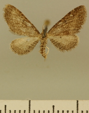  (Eupithecia JLCZW00160 - JLC ZW Lep 00160)  @11 [ ] Copyright (2010) Juergen Lenz Research Collection of Juergen Lenz