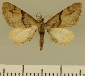  (Eupithecia JLCZW00166 - JLC ZW Lep 00166)  @14 [ ] Copyright (2010) Juergen Lenz Research Collection of Juergen Lenz