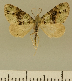  (Eupithecia JLCZW00169 - JLC ZW Lep 00169)  @14 [ ] Copyright (2010) Juergen Lenz Research Collection of Juergen Lenz