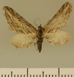  (Eupithecia BOLD:AAM0358 - JLC ZW Lep 00188)  @14 [ ] Copyright (2010) Juergen Lenz Research Collection of Juergen Lenz