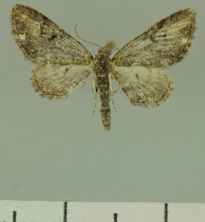  (Eupithecia gradatilinea - JLC ZW Lep 00192)  @13 [ ] Copyright (2010) Juergen Lenz Research Collection of Juergen Lenz