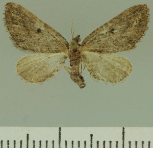  (Eupithecia infectaria - JLC ZW Lep 00195)  @11 [ ] Copyright (2010) Juergen Lenz Research Collection of Juergen Lenz
