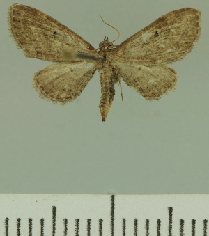  (Eupithecia pettyi - JLC ZW Lep 00211)  @13 [ ] Copyright (2010) Juergen Lenz Research Collection of Juergen Lenz