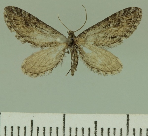  (Eupithecia altitudinis - JLC ZW Lep 00214)  @11 [ ] Copyright (2010) Juergen Lenz Research Collection of Juergen Lenz