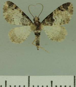  (Eupithecia JLCZW00226 - JLC ZW Lep 00226)  @12 [ ] Copyright (2010) Juergen Lenz Research Collection of Juergen Lenz