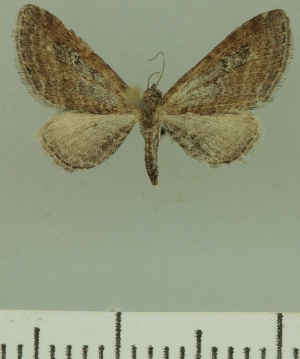  (Eupithecia BOLD:AAM0366 - JLC ZW Lep 00233)  @14 [ ] Copyright (2010) Juergen Lenz Research Collection of Juergen Lenz