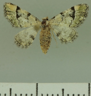  (Eupithecia perigrapta - JLC ZW Lep 00237)  @14 [ ] Copyright (2010) Juergen Lenz Research Collection of Juergen Lenz