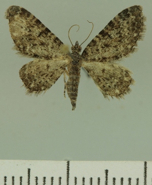  (Eupithecia JLCZW00248 - JLC ZW Lep 00248)  @14 [ ] Copyright (2010) Juergen Lenz Research Collection of Juergen Lenz