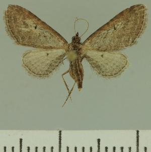  (Eupithecia JLCZW00249 - JLC ZW Lep 00249)  @14 [ ] Copyright (2010) Juergen Lenz Research Collection of Juergen Lenz