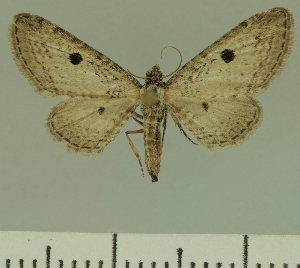 (Eupithecia JLCZW00253 - JLC ZW Lep 00253)  @14 [ ] Copyright (2010) Juergen Lenz Research Collection of Juergen Lenz