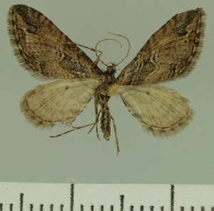  (Eupithecia JLCZW00254 - JLC ZW Lep 00254)  @11 [ ] Copyright (2010) Juergen Lenz Research Collection of Juergen Lenz