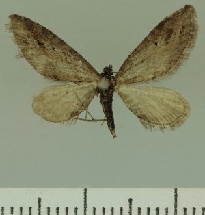  (Eupithecia JLCZW00257 - JLC ZW Lep 00257)  @14 [ ] Copyright (2010) Juergen Lenz Research Collection of Juergen Lenz