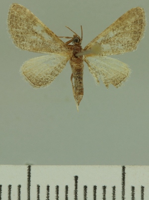  (Eupithecia JLCZW00260 - JLC ZW Lep 00260)  @11 [ ] Copyright (2010) Juergen Lenz Research Collection of Juergen Lenz