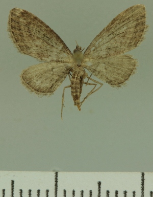  (Eupithecia JLCZW00263 - JLC ZW Lep 00263)  @13 [ ] Copyright (2010) Juergen Lenz Research Collection of Juergen Lenz
