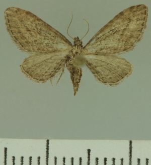 (Eupithecia JLCZW00264 - JLC ZW Lep 00264)  @14 [ ] Copyright (2010) Juergen Lenz Research Collection of Juergen Lenz