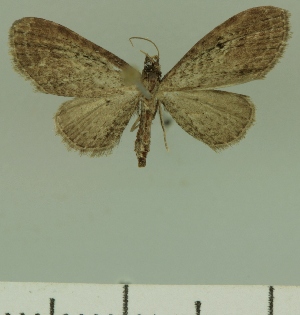  (Eupithecia JLCZW00265 - JLC ZW Lep 00265)  @12 [ ] Copyright (2010) Juergen Lenz Research Collection of Juergen Lenz