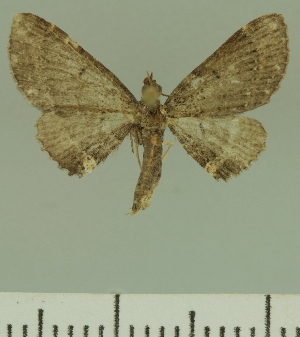  (Eupithecia JLCZW00267 - JLC ZW Lep 00267)  @11 [ ] Copyright (2010) Juergen Lenz Research Collection of Juergen Lenz