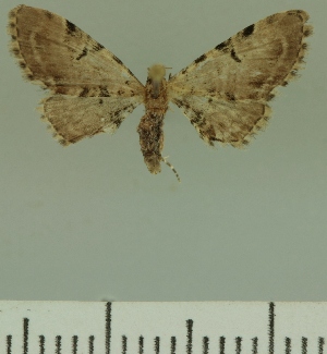  (Eupithecia JLCZW00269 - JLC ZW Lep 00269)  @11 [ ] Copyright (2010) Juergen Lenz Research Collection of Juergen Lenz