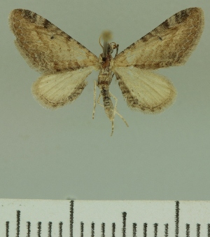  (Eupithecia JLCZW00275 - JLC ZW Lep 00275)  @11 [ ] Copyright (2010) Juergen Lenz Research Collection of Juergen Lenz