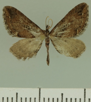  (Eupithecia JLCZW00278 - JLC ZW Lep 00278)  @13 [ ] Copyright (2010) Juergen Lenz Research Collection of Juergen Lenz