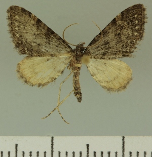  (Eupithecia JLCZW00282 - JLC ZW Lep 00282)  @13 [ ] Copyright (2010) Juergen Lenz Research Collection of Juergen Lenz