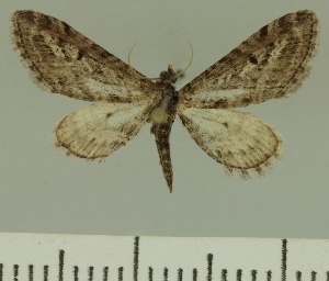  (Eupithecia JLCZW00285 - JLC ZW Lep 00285)  @14 [ ] Copyright (2010) Juergen Lenz Research Collection of Juergen Lenz