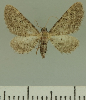  (Eupithecia JLCZW00288 - JLC ZW Lep 00288)  @11 [ ] Copyright (2010) Juergen Lenz Research Collection of Juergen Lenz