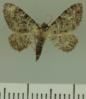  (Eupithecia JLCZW00290 - JLC ZW Lep 00290)  @14 [ ] Copyright (2010) Juergen Lenz Research Collection of Juergen Lenz