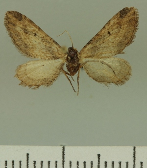  (Eupithecia inconclusaria - JLC ZW Lep 00322)  @12 [ ] Copyright (2010) Juergen Lenz Research Collection of Juergen Lenz