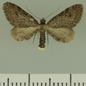  (Eupithecia infelix - JLC ZW Lep 00324)  @14 [ ] Copyright (2010) Juergen Lenz Research Collection of Juergen Lenz