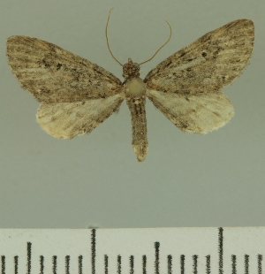  (Eupithecia infelix - JLC ZW Lep 00327)  @14 [ ] Copyright (2010) Juergen Lenz Research Collection of Juergen Lenz
