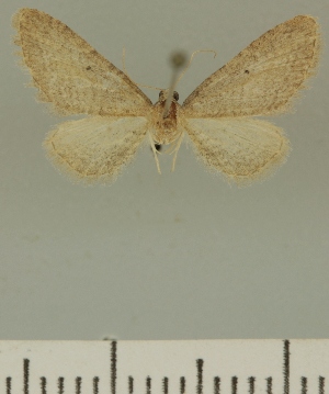  (Eupithecia JLCZW00352 - JLC ZW Lep 00352)  @13 [ ] Copyright (2010) Juergen Lenz Research Collection of Juergen Lenz