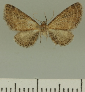  (Eupithecia undiculata undiculata - JLC ZW Lep 00353)  @12 [ ] Copyright (2010) Juergen Lenz Research Collection of Juergen Lenz