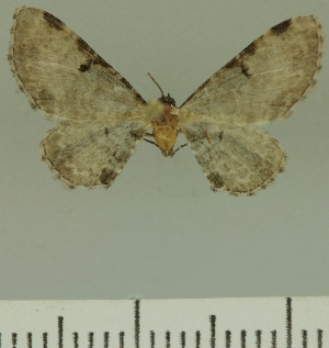  (Eupithecia amphiplex - JLC ZW Lep 00359)  @11 [ ] Copyright (2010) Juergen Lenz Research Collection of Juergen Lenz