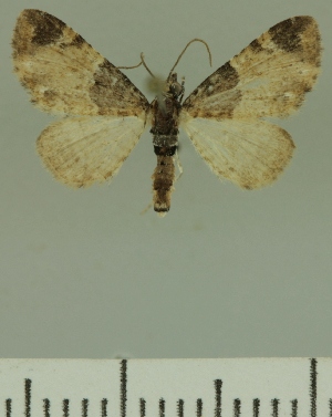  (Eupithecia JLCZW00361 - JLC ZW Lep 00361)  @14 [ ] Copyright (2010) Juergen Lenz Research Collection of Juergen Lenz