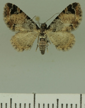  (Eupithecia semipallida - JLC ZW Lep 00362)  @14 [ ] Copyright (2010) Juergen Lenz Research Collection of Juergen Lenz
