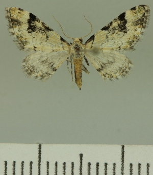  (Eupithecia BOLD:AAP3459 - JLC ZW Lep 00376)  @12 [ ] Copyright (2010) Juergen Lenz Research Collection of Juergen Lenz