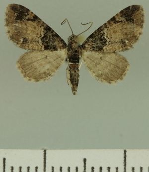  (Eupithecia JLCZW00378 - JLC ZW Lep 00378)  @13 [ ] Copyright (2010) Juergen Lenz Research Collection of Juergen Lenz