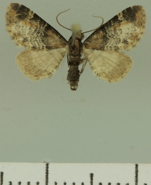  (Eupithecia BOLD:AAM0351 - JLC ZW Lep 00379)  @14 [ ] Copyright (2010) Juergen Lenz Research Collection of Juergen Lenz