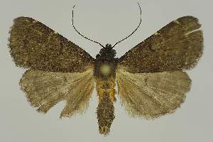  ( - BC EF Alc 01533)  @13 [ ] Copyright (2010) Egbert Friedrich Research Collection of Egbert Friedrich