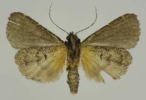  ( - BC EF Alc 01533)  @13 [ ] Copyright (2010) Egbert Friedrich Research Collection of Egbert Friedrich