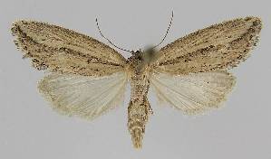  (Acrapex albicostata - BC EF Lep 01285)  @14 [ ] Copyright (2010) Egbert Friedrich Research Collection of Egbert Friedrich
